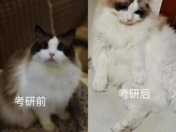 a034aa9dae564452fd7bc33afefe9a26.png